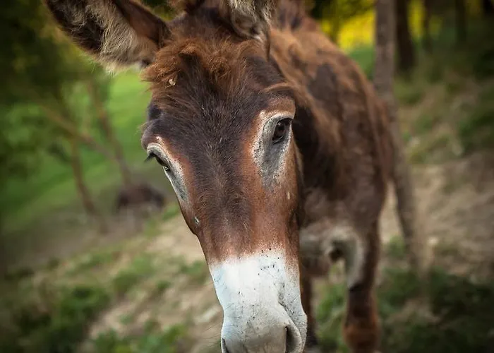 Farm Agriturismo La Luna サンタ・ソフィーア