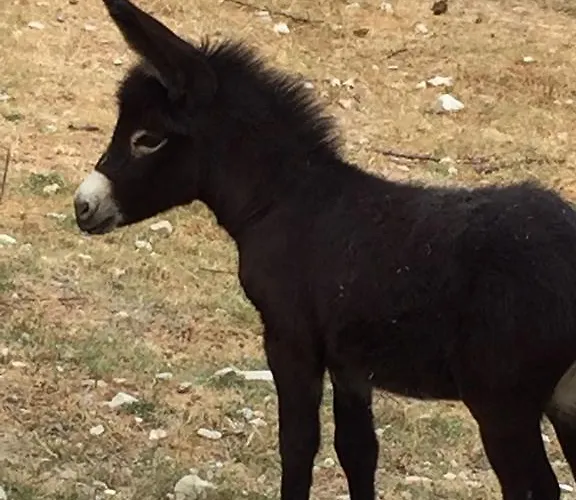 Farm Agriturismo La Luna サンタ・ソフィーア