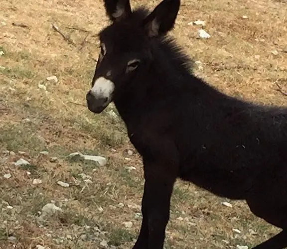 ファームステイ Farm Agriturismo La Luna サンタ・ソフィーア