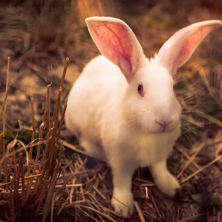 Vakantieboerderij Farm Agriturismo La Luna Santa Sofia