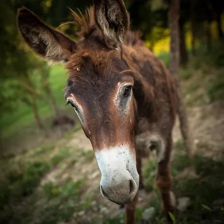 Farm Agriturismo La Luna Santa Sofia