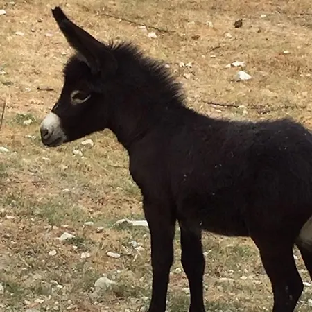 Farm Agriturismo La Luna Santa Sofia