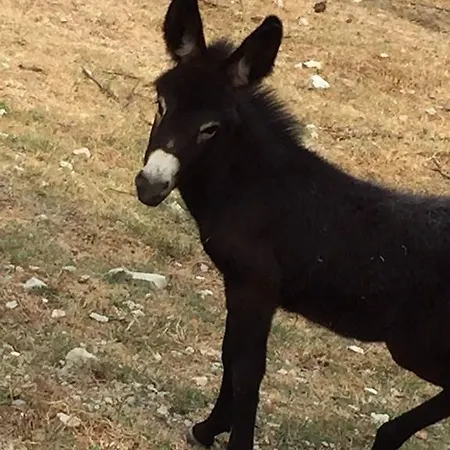 Vakantieboerderij Farm Agriturismo La Luna Santa Sofia