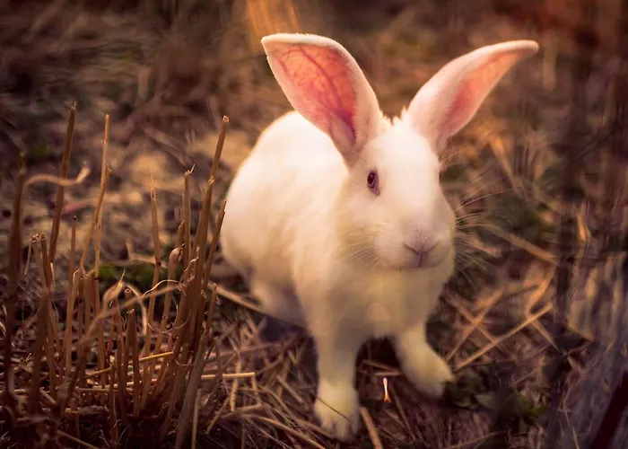 בית חווה Farm Agriturismo La Luna סנטה סופיה